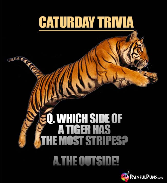 Caturday Trivia: Which side of a tiger has the most stripes? A. The Outside!