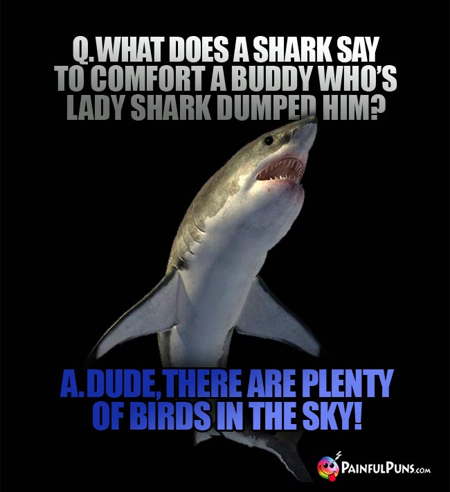 Q. What does a shark say to comfort a buddy who's lady shark dumped him? A. Dude, there are plenty of birds in the sky!