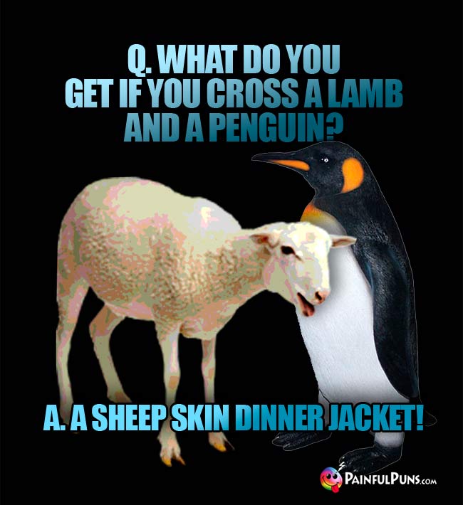 Q. What do you get if you cross a lamb and a penguin? a. A sheep skin dinner jacket!