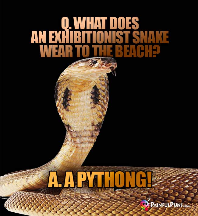 Q. What does an exhibitionist snake wear to the beach? A. A Pythong!