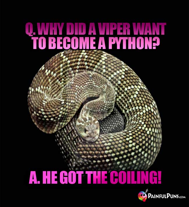 Q. Why did a viper want to become a python? A He ot the coiling!
