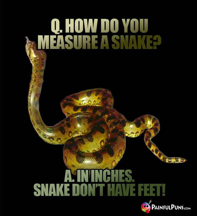 Q. How do you measure a snake? A. In inches. Snakes don't have feet!