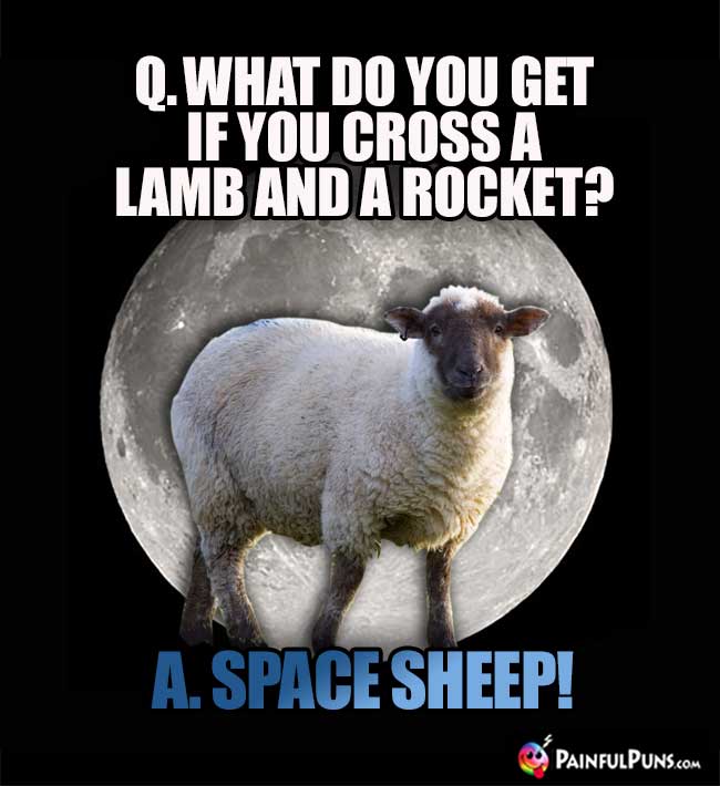 Q. What do you get if you cross a lamb and a rocket? A. Space Sheep!