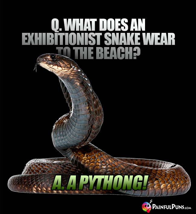 Q. What does an exhibitionist snake wear to the beach? A. A Pything!