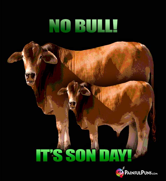 Big bull says to little bull: No Bull! It's Son Day!