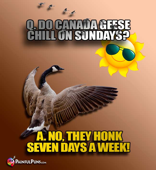 Q. Do Canada geese chill on Sundays? A. No, they honk seven days a week!