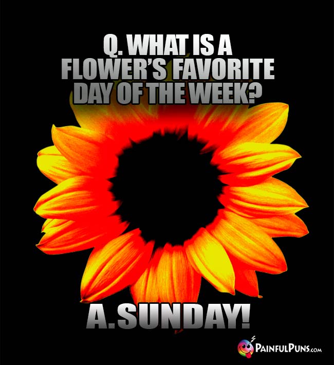 Q. What is a flower's favorite day of the week? A. Sunday!