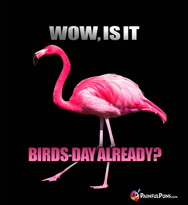 Pink Flamingo Says: Wow, Is It Birds-Day Already?