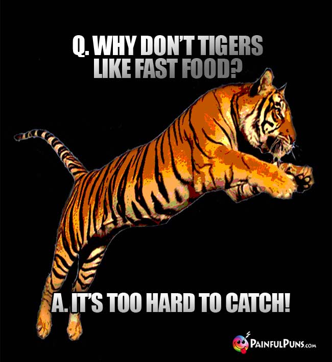 Q. Why don't tigers like fast food? a. It's too hard to catch!