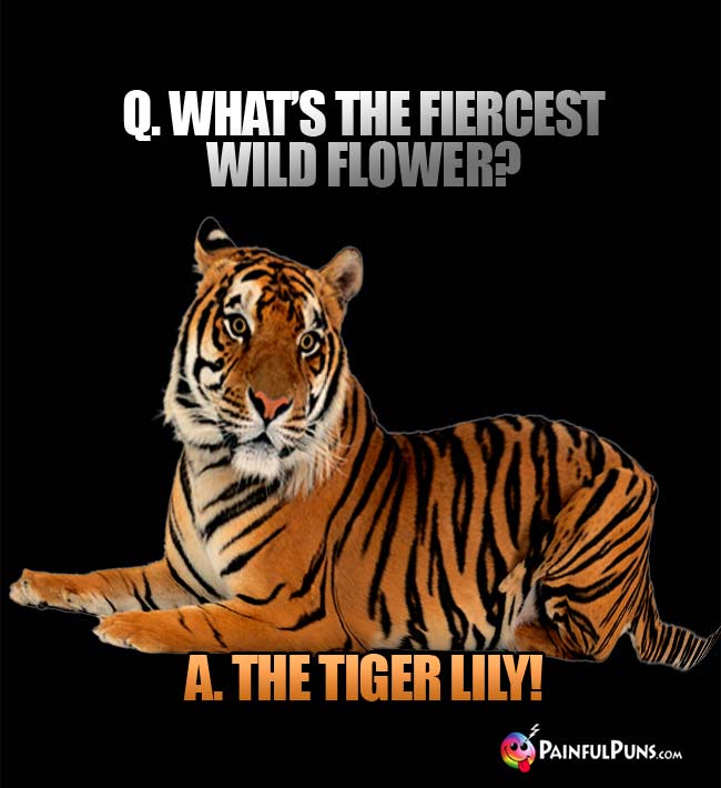 Q. What's the fiercest wild flower? A. The  Tiger Lily!