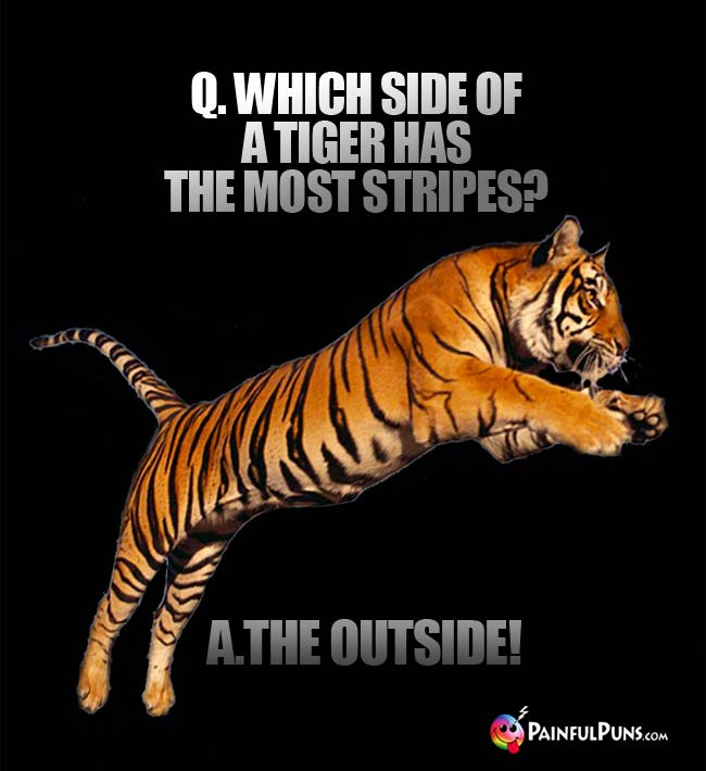 Q. Which side of a tiger has the most stripes? A. the outside!