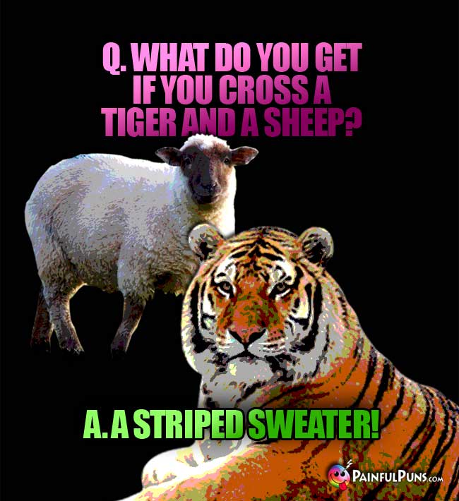 Q. What do you get if you cross a tiger and a sheep? A. A striped sweater!