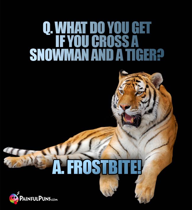 Q. What do you get if you cross a snowman and a tiger? A. Frostbite!