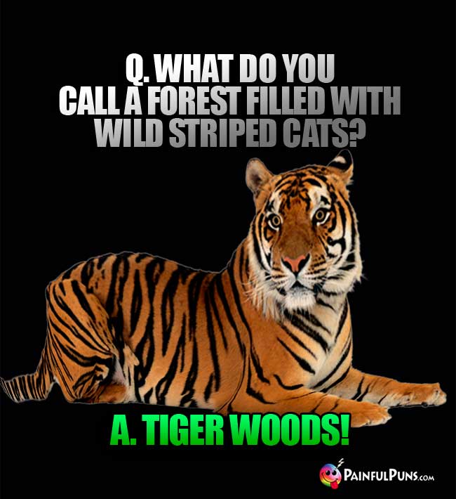 Q. What do you call a forest filled with wild striped cats? A. Tiger Woods!