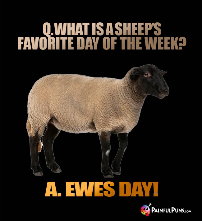 Q. What is a sheep's favorite day of the week? A. Ewes Day!