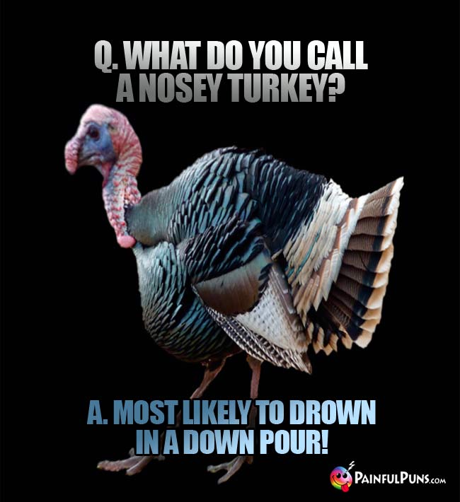Q. What do you call a nosey turkey? A. Most likely to drown in a down pour!