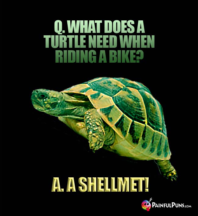 Q. What does a turtle need when riding a bike? A. A shellmet!
