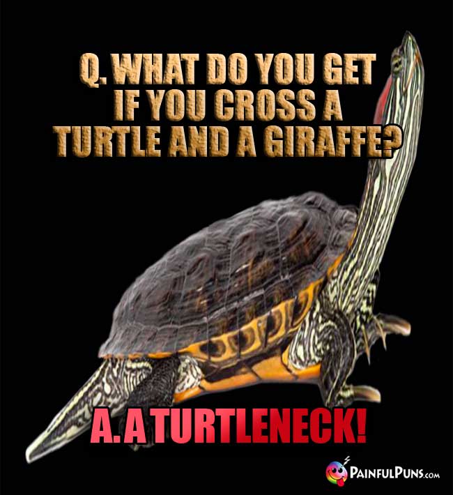 Q. What do you gt if you cross a turtle and a giraffe? A. A Turtleneck!