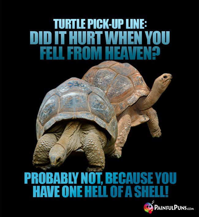 Turtle Pick-Up Line: Did it hurt when you fell from Heaven? Probably not, because you have on hell of a shell!