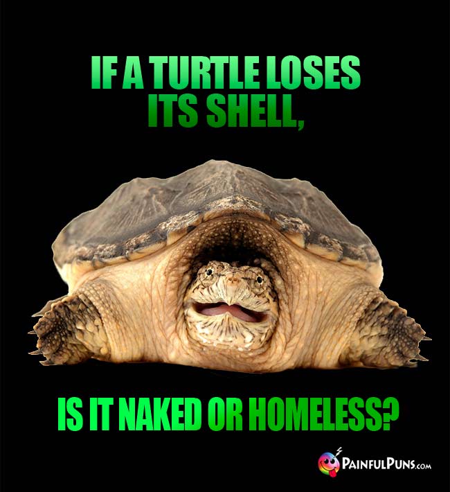 If a turtle loses its shell, is it naked or homeless?