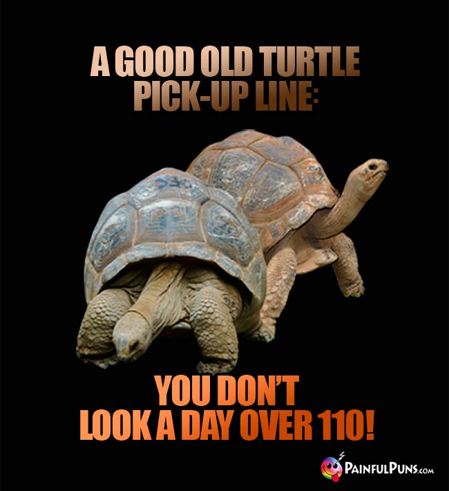 A Good Old Turtle Pick-Up Line: You don't look a day over 110!