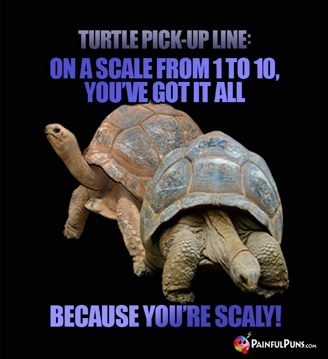 Turtle Pick-Up Line: On a scale from 1 to 10, you've got it all, because you're scaly!