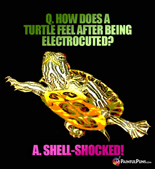 Q. How does a turtle feel after being electrocuted? A. Shell-shocked!
