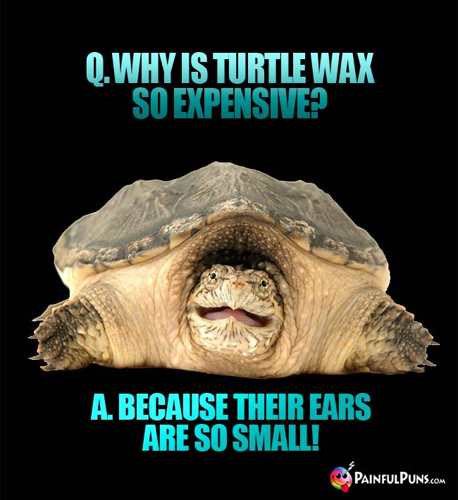 Q. Why is Turtle Wax so expensive? A. Because their ears are so small!