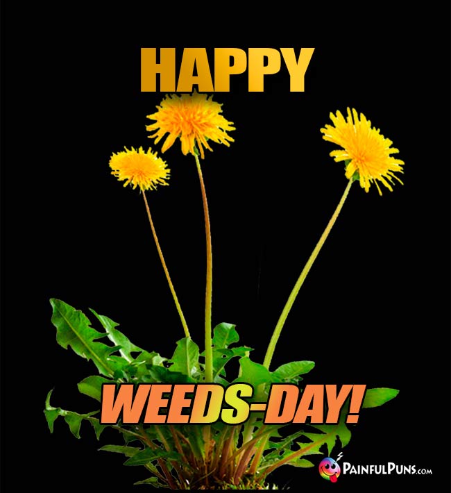 Dandelions Say: Happy Weeds-Day!