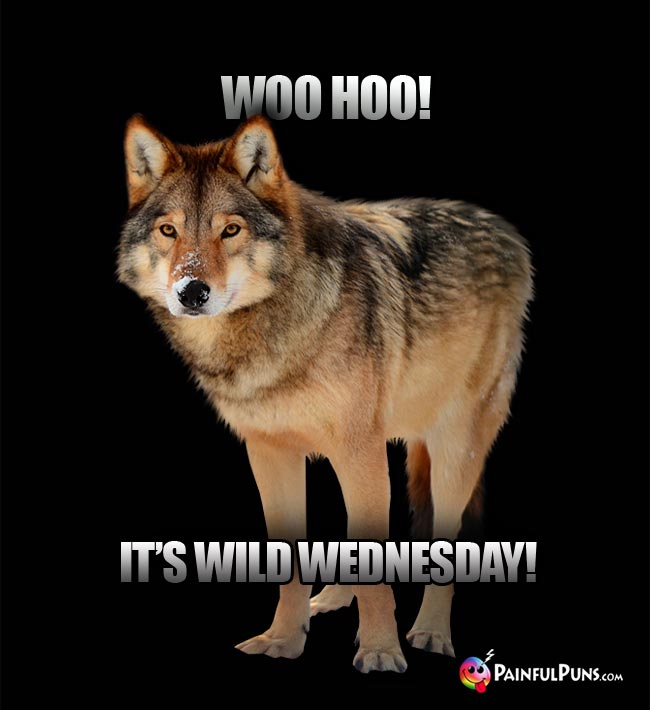 Wolf Says: Woo Hoo! It's Wild Wednesday!