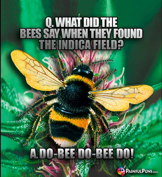 What did the bees say when they found the indica field? A. D-Bee Do-Bee Do!