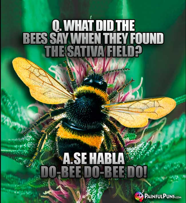 Q. What did the bees say when they found the sativa field? A. Se Habla Do-Bee Do-Bee do!