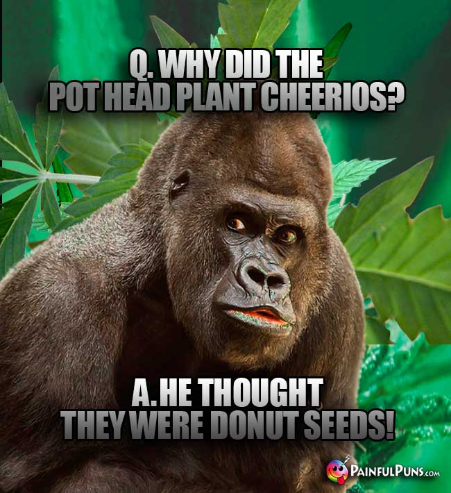 Q. Why did the pot head plant Cheerios? A. He thought they were donut seeds!