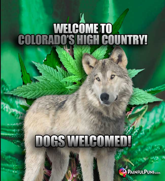 Wolf Says: Welcome to Colorado's High Country! Dogs Welcomed!