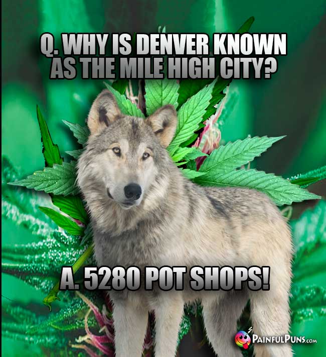 Q. Why is Denver known as the Mile High City? A. 5280 Pot Shops!