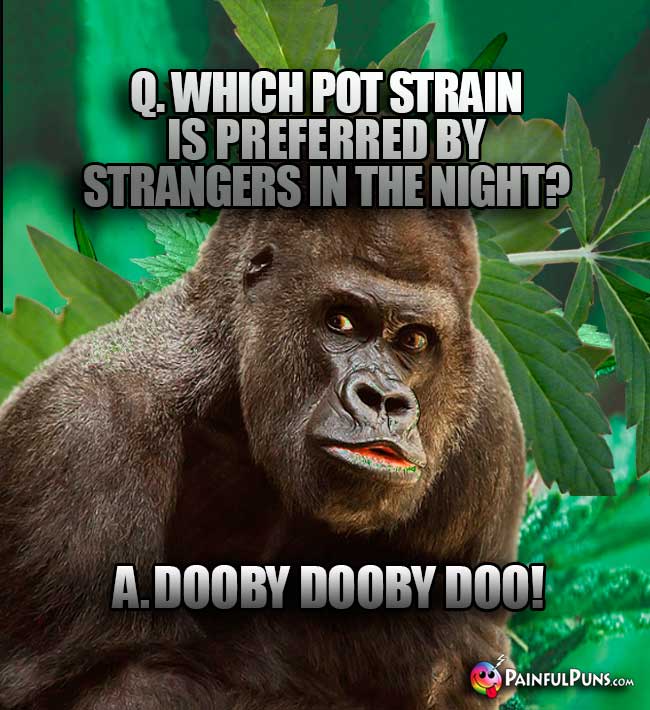 Big Ape Asks: Which pot strain is preferred by strangers in the night? A. Dooby Dooby Doo!
