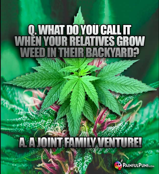 Q. What do you call it when your relatives grow wee in their backyard? A. A Joint Family Venture!