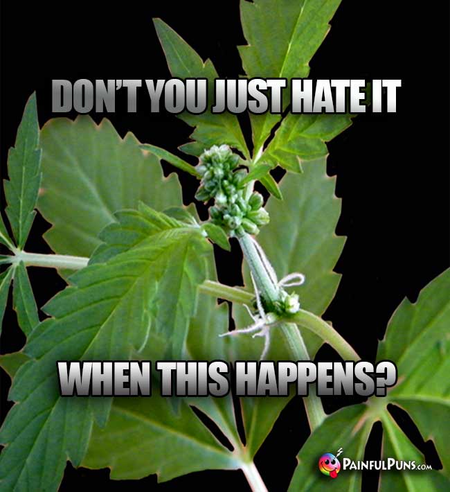 Hermaphrodite Cannabis Says: Don't you just hate it when this happens?