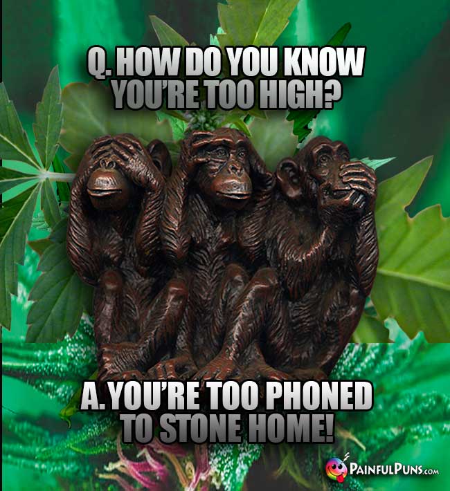 No Evil Monkeys Ask: Q. How do you know you're too high? A. Yoou're too phoned to stone home!