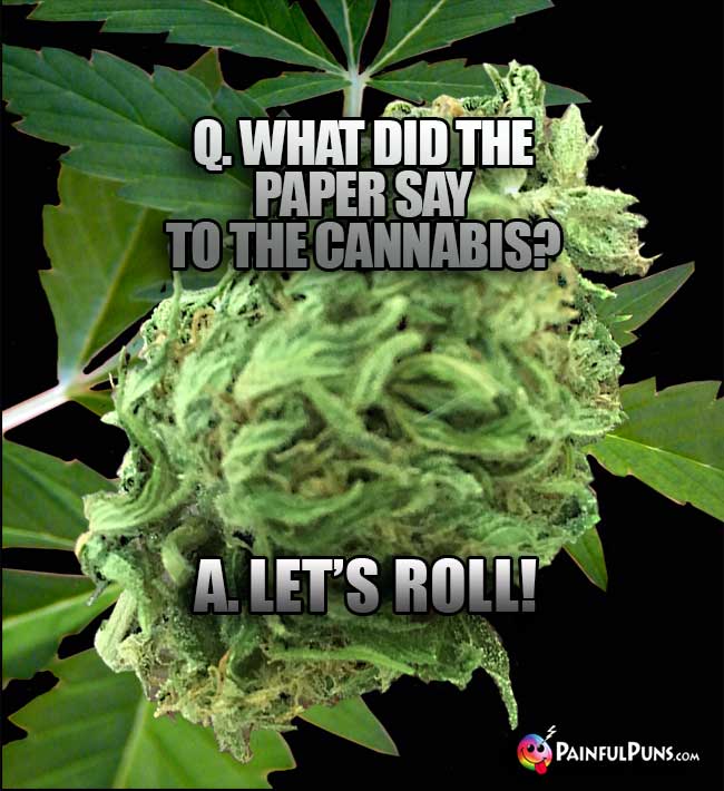 Q. What did the paper say to the cannabis? A. Let's roll!