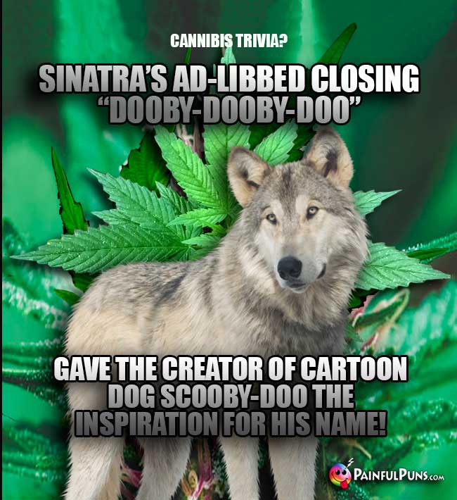 Cannabis Trivia? Sinatra's ad-libbed closing "Dooby-Dooby-Doo" gave the creator of cartoon dog Scooby-Doo the inspiration for his name!