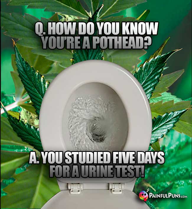 Q. How do you know you're a pothead? A. You studied five days for a urine test!