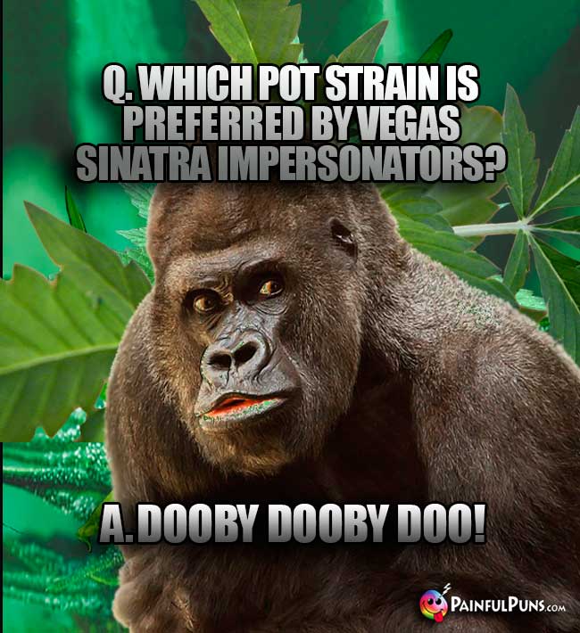 Q. Which pot strain is preferred by Vegas Sinatra impersonators? A. Dooby Dooby Doo!
