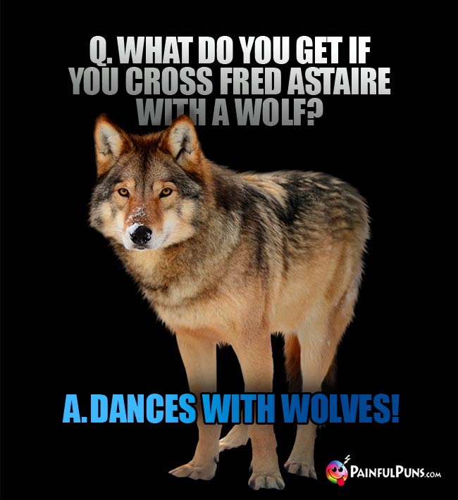 Q. What do you get if you cross Fred Astaire with a wolf? A. Dances With Wolves!