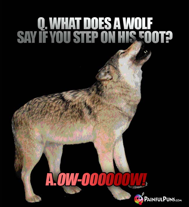 q. What does a wolf say if you step on his foot? a. Ow-ooooooow!