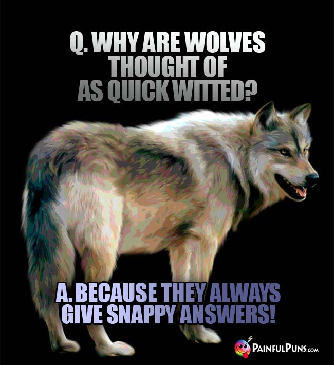 Q. Why are wolves thought of as quick witted? A. Because they always give snappy answers!