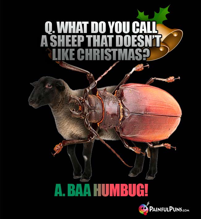 Q. What do you call a sheep that doesn't like Christmas? A. Baa Humbug!