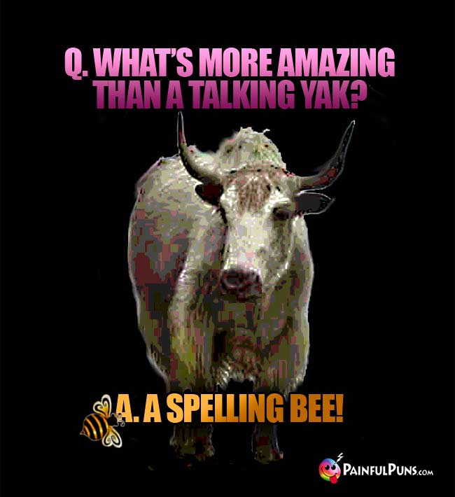 Q. What's more amazing than a talking Yak? A. A spelling bee!