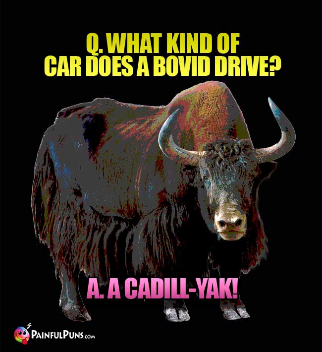 Q. What kind of car does a bovid drive? A. a Cadill-Yak!