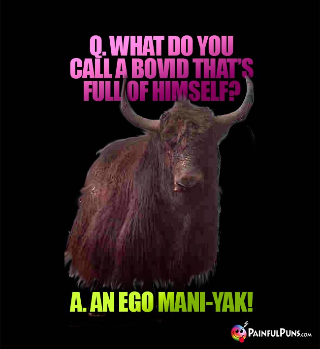 Q. What do you call a bovid that's ful of himself? A. An Ego Mani-Yak!